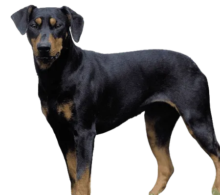Deutscher Pinscher 1