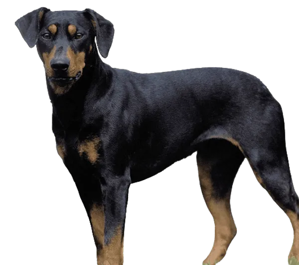 Deutscher Pinscher 1