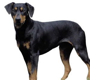 Deutscher Pinscher 1