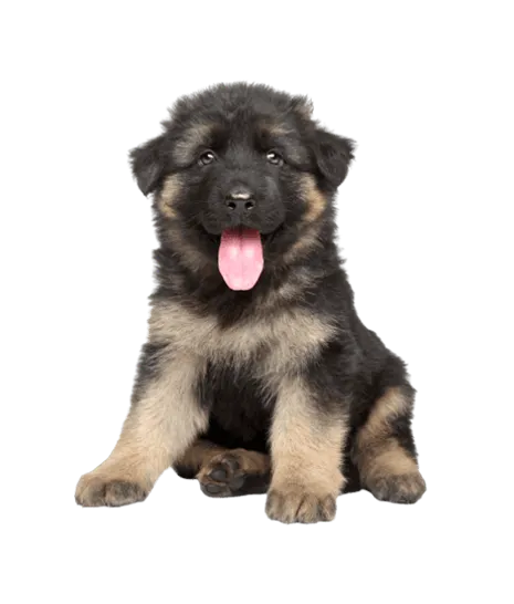 Deutscher Schaeferhund