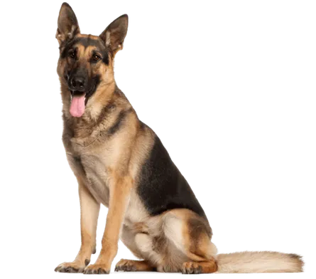 Deutscher Schaeferhund