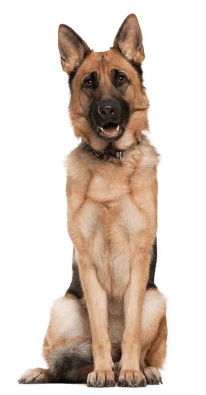 Deutscher Schaeferhund