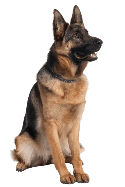 Deutscher Schaeferhund