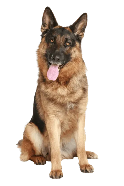 Deutscher Schaeferhund