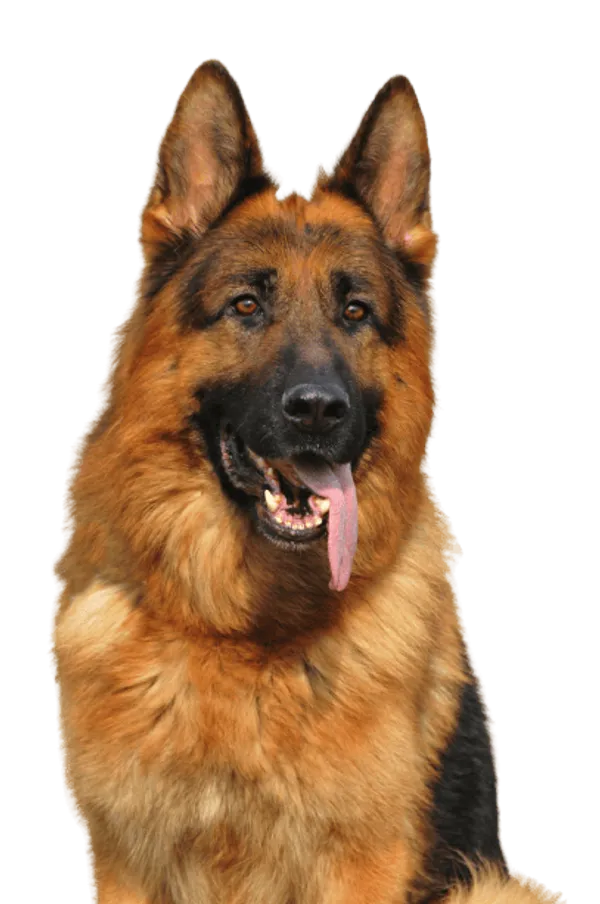 Deutscher Schäferhund Bild