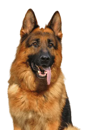 Deutscher Schäferhund