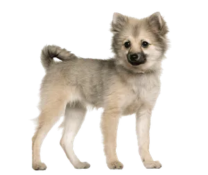 Deutsche Spitz