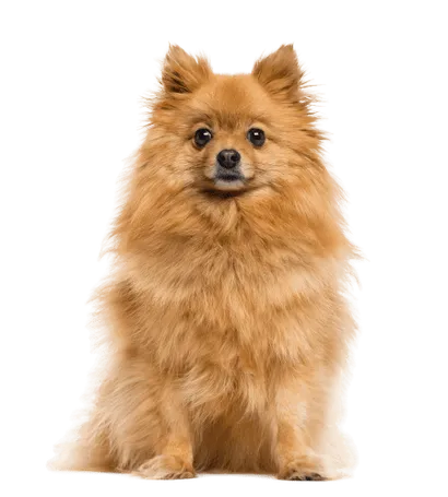 Deutsche Spitz