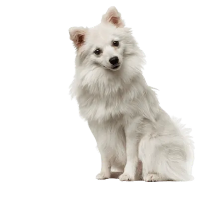 Deutsche Spitz