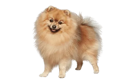 Deutsche Spitz
