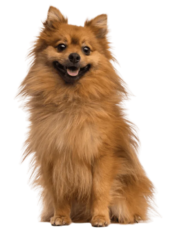 Deutscher Spitz Bild