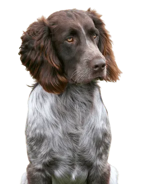 Deutscher Wachtelhund