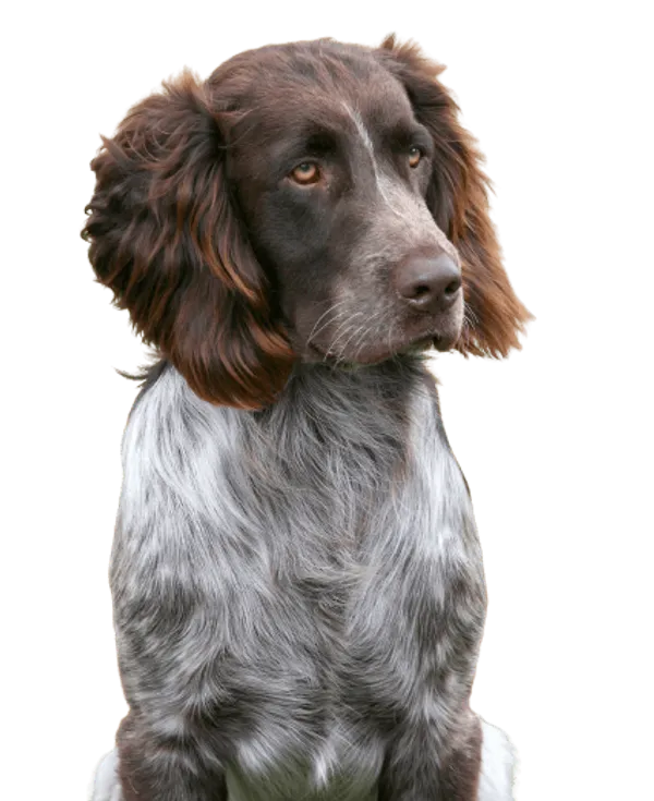 Deutscher Wachtelhund Bild