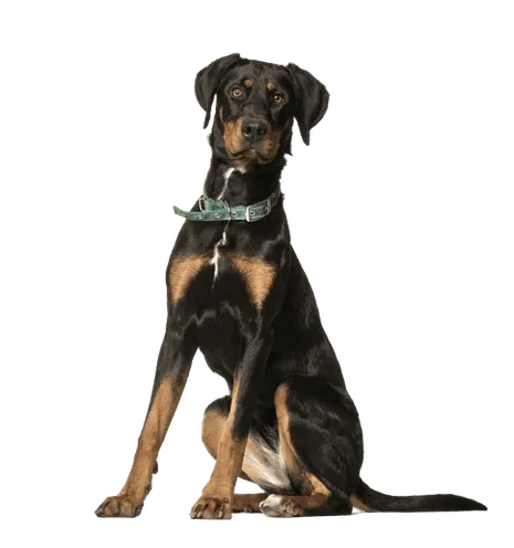doberman