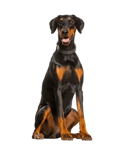 doberman