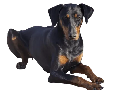 doberman