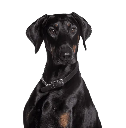 Dobermann 7