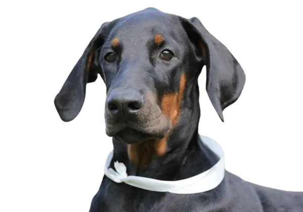 Close up photo of a Doberman