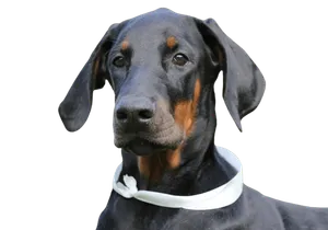 Close up photo of a Doberman