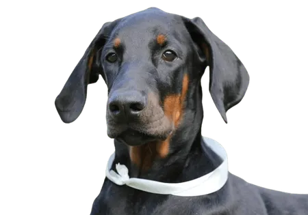 Close up photo of a Doberman