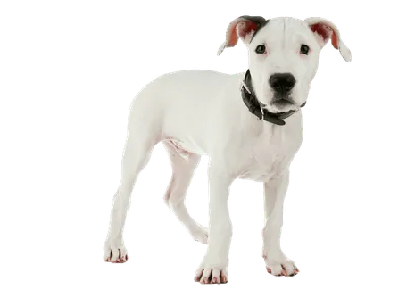 Dogo Argentino