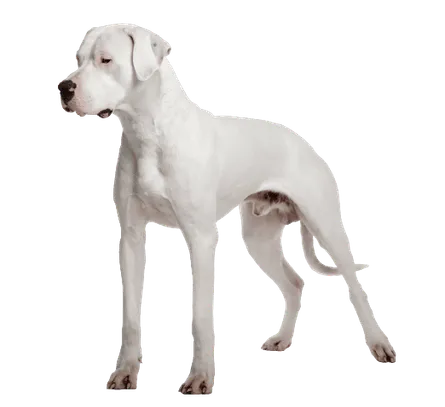 Dogo Argentino