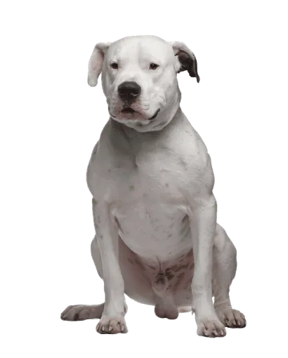 Dogo Argentino