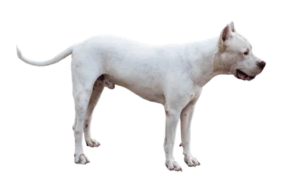 Dogo Argentino