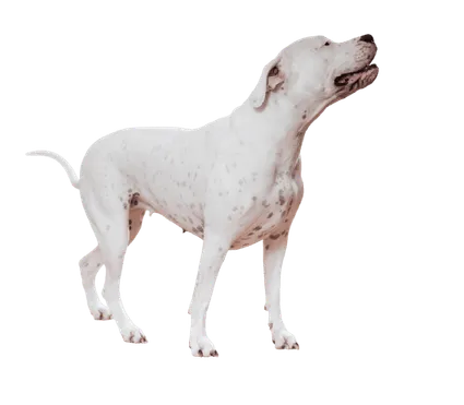 Dogo Argentino
