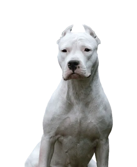 Bild für Dogo Argentino