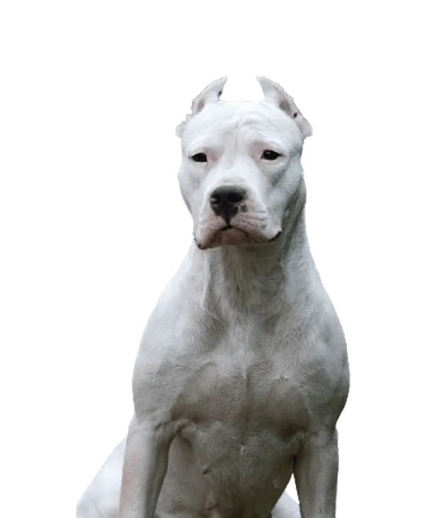 Dogo Argentino Bild