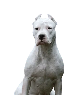 Dogo Argentino
