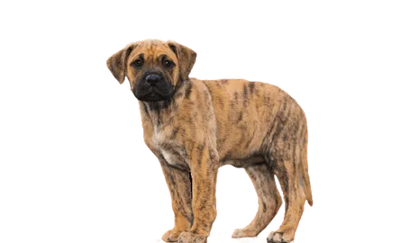 Dogo Canario Puppy