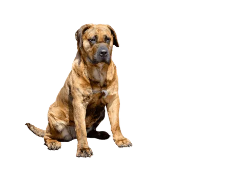 Dogo Canario 3