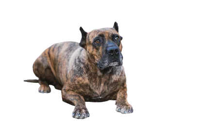 Dogo Canario 7