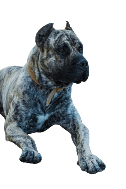 Dogo Canario 6