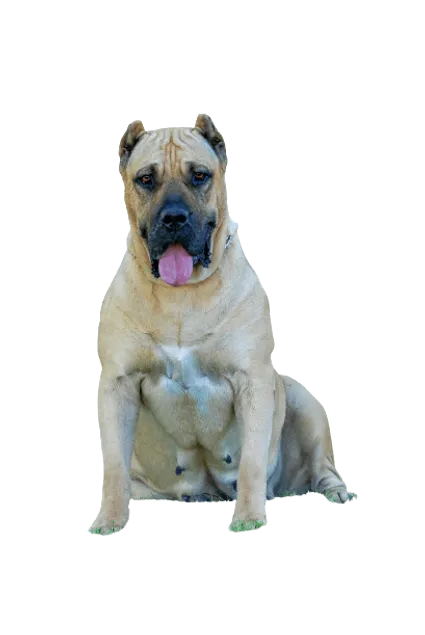 Dogo Canario 5