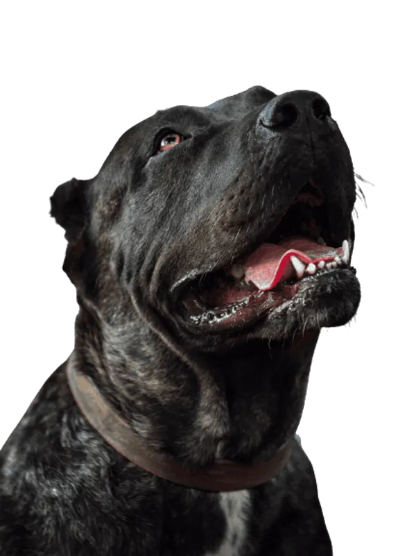 Dogo Canario Bild