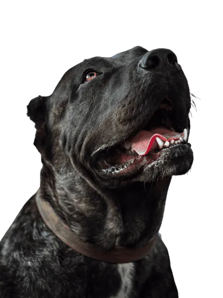 Bild für Dogo Canario