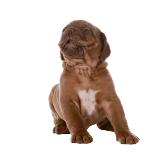 Dogue de Bordeaux
