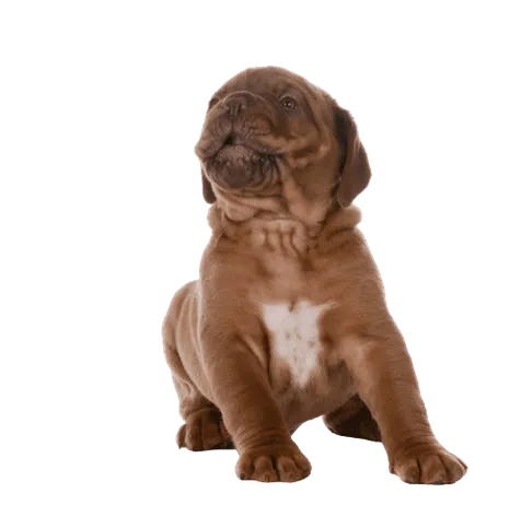 Dogue de Bordeaux