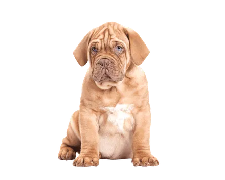 Dogue de Bordeaux