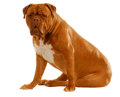 Dogue de Bordeaux