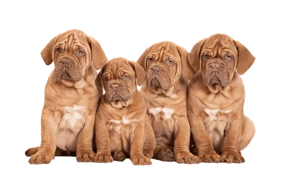 Dogue de Bordeaux