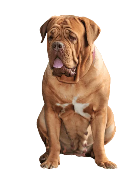 Dogue de Bordeaux