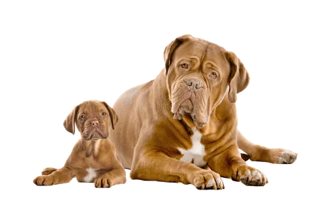 Bild für Dogue de Bordeaux