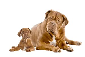 Dogue de Bordeaux
