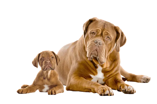 Dogue de Bordeaux Bild