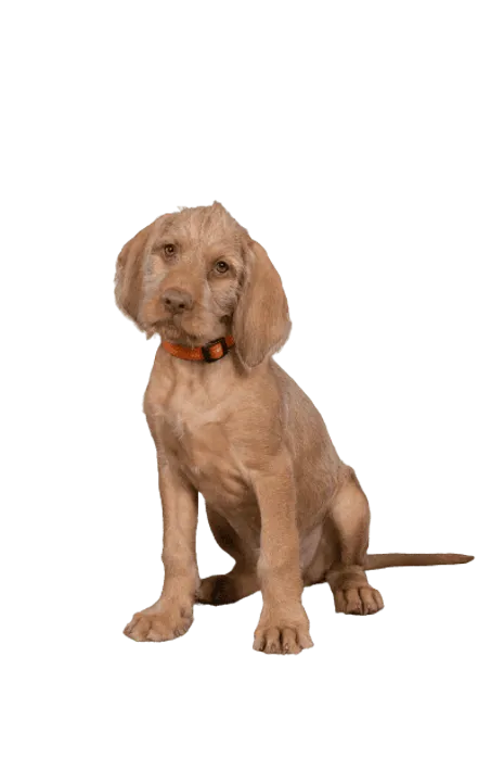 Drahthaariger Ungarischer Vorstehhund