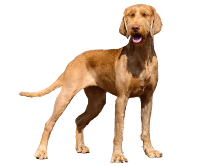 Drahthaariger Ungarischer Vorstehhund